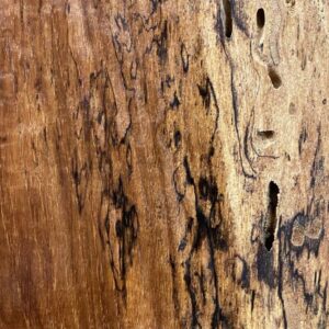 Live Edge Pecan Wood Slab - Grain Detail PE-805-01