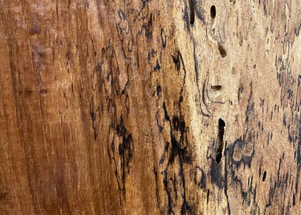Live Edge Pecan Wood Slab - Grain Detail PE-805-01