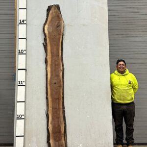 Live Edge Walnut Wood Slab - Back WA-005-01