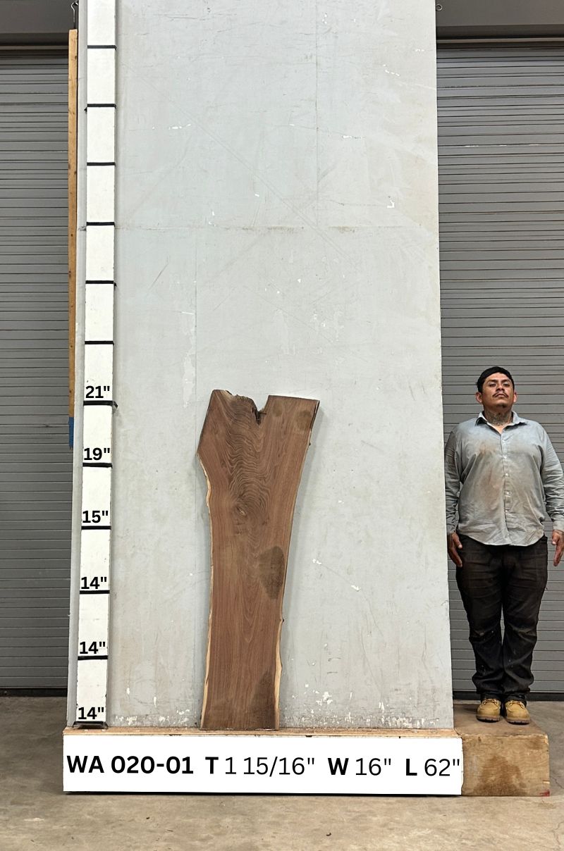 Live Edge Walnut Wood Slab - Front WA-020-01