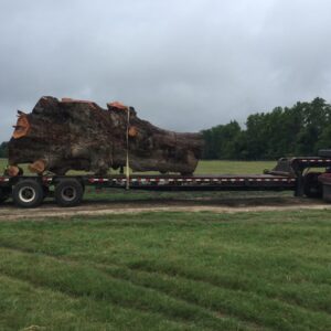 Live Edge Pecan Wood Slab - Cow PE-906-04