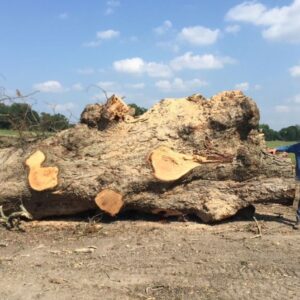 Live Edge Pecan Wood Slab - Hat PE-906-04