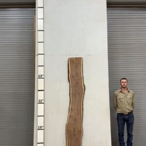 Live Edge Walnut Wood Slab Back- WA-026-01