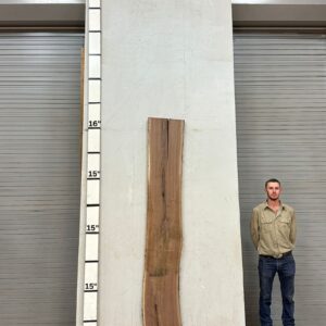 Live Edge Walnut Wood Slab Back- WA-027-01