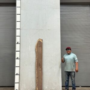 Live Edge Walnut Wood Slab Back- WA-038-01